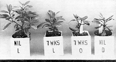 Effect of day length on shoot growth of R. 'P.J.M.'