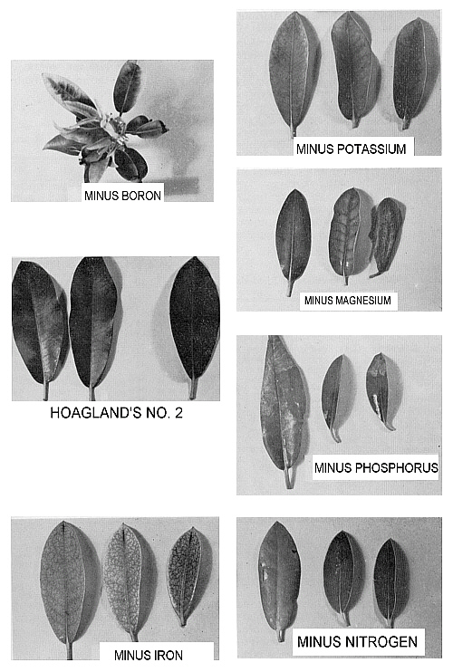 Leaves showing mineral deficiencies