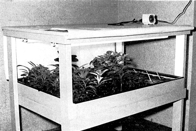 Fluorescent Light Bench for Seedlings