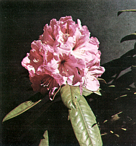 R. 'Betty Arrington'