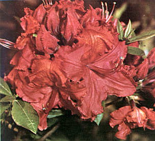 R. 'Gibraltar'