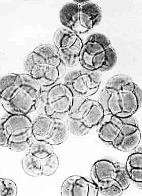 Pollen of Diploid R. carolinianum