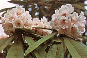 R. calophytum