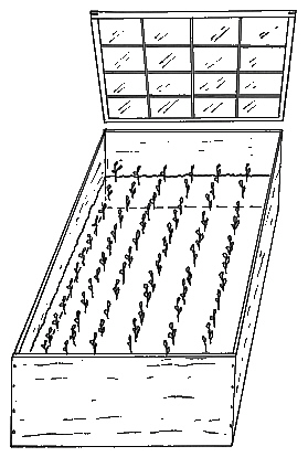 Rhododendron propagation bed