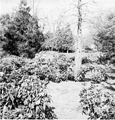 Rhododendrons in Dayton, WA park