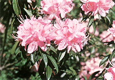 R. davidsonianum 'Ruth Lyons'