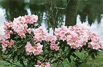 R. pseudochrysanthum, Exbury form