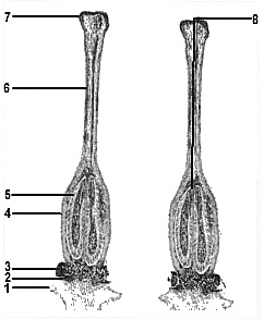 Longitudinal section of the ovary, style, and stigma