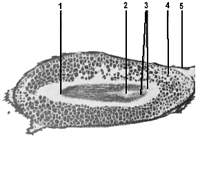 Longitudinal section of a mature seed