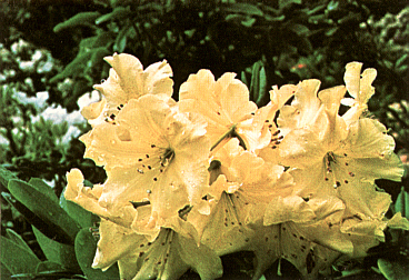 R. 'Golden Star'