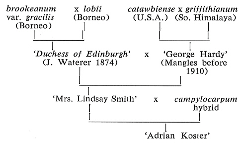 'Adrian Koster' parentage