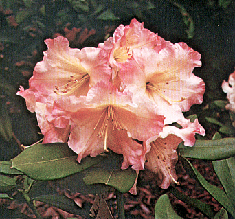 R. 'CecilX'