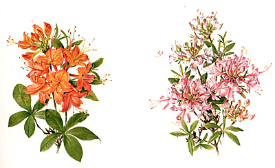 Azalea Paintings