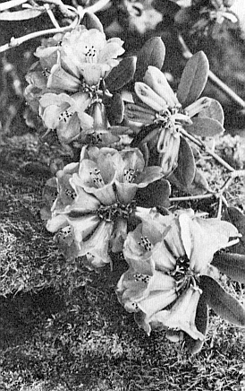 R. neriiflorum