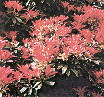 Pieris forrestii