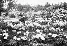 Planting of R. yakusimanum hybrids