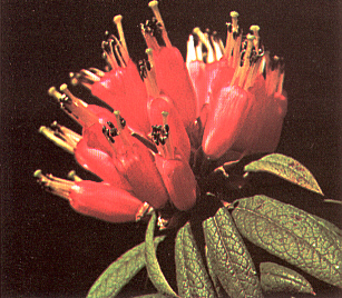 R. spinuliferum