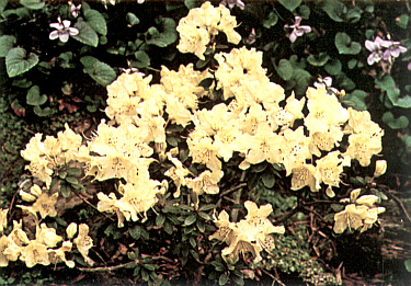 Rhododendron 'Chikor'