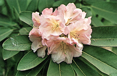 R. 'Naomi Astarte'