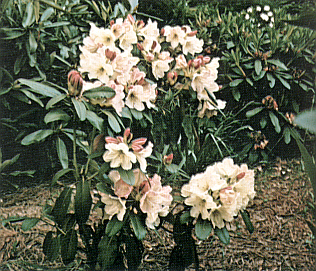 R. 'Clara Raustein'