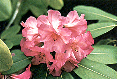 R. 'Naomi Pixie'