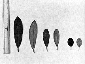 Leaf comparison