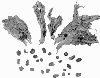 Sclerotia of the azalea petal blight fungus, Ovulinia azaleae