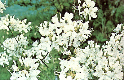 'R vaseyi' var. 'White Find'