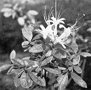 R. arborescens