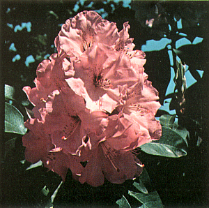 R. 'Sugar Pink'