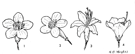 Rhododendron flowers of radial symmetry