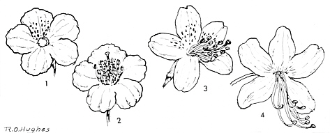 Rhododendron flowers of slightly bilateral symmetry