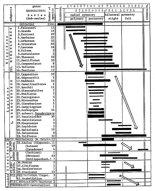 Trends of floral evolution in various Rhododendron subgenera