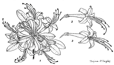 Rhododendron nudiflorum