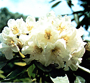 R. 'June Maid'