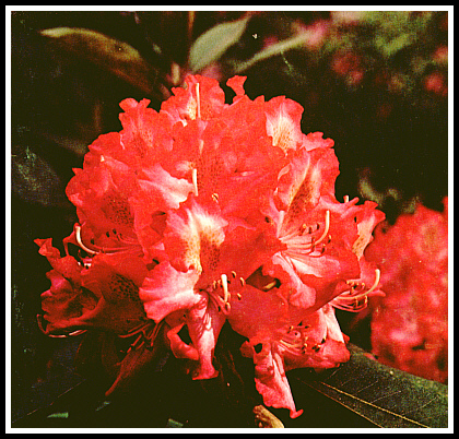 R. 'June Fire'