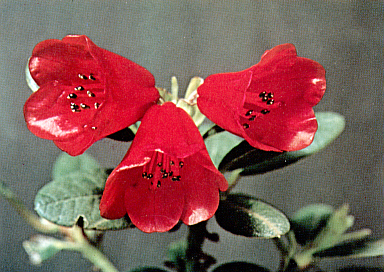 R. 'Carmen'