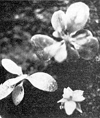 Ledum groenlandicum, lower right, compared with seedlings from simultaneous plantings of L. 
groenlandicum x R. 'Elizabeth', left, and L. groenlandicum x R. yakushimantan, top right.