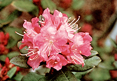 R. 'Anna Baldsiefen'