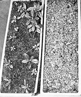 Three months after transplanting, seedlings grown in sawdust and watered only, 
on the right, are compared with seedlings grown in sphagnum and watered with sawdust extract.