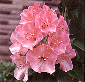 R. 'Corona'