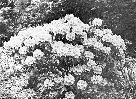 Habit of R. 'GiGi'