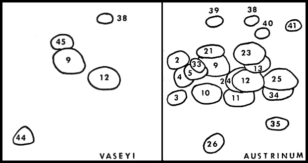 Flavonoid profiles of Rhododendron vaseyi (left) and R. austrinum (right).