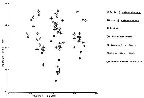 Pictorialized scatter diagram illustrating the combined variation 
in nine characters for native azalea collections.