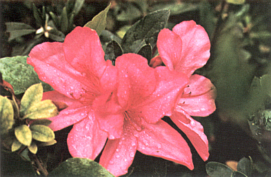 Hirado Azalea