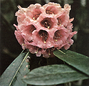 R. hodgsonii