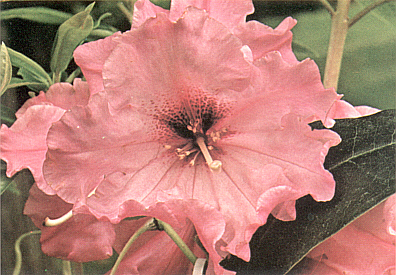 R. 'Isobel Pierce'