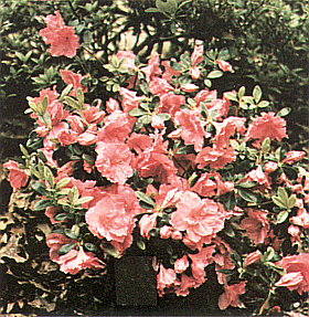 R. 'Improved Linwood Pink'