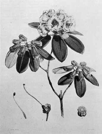 R. thomsonii candelabrum