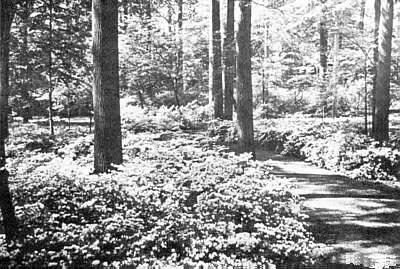 Azalea Woods at Winterthur